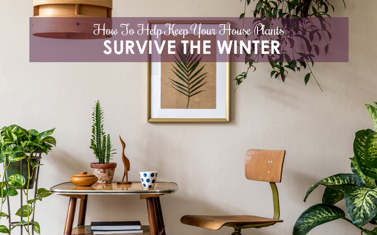 How To Help Your House Plants Survive The Winter